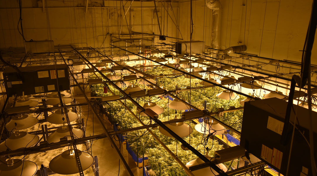 How To Grow Plants Indoors With Led Lights