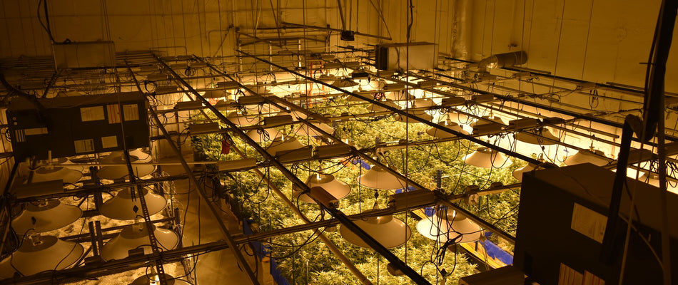 How To Grow Plants Indoors With Led Lights